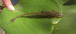 surubi